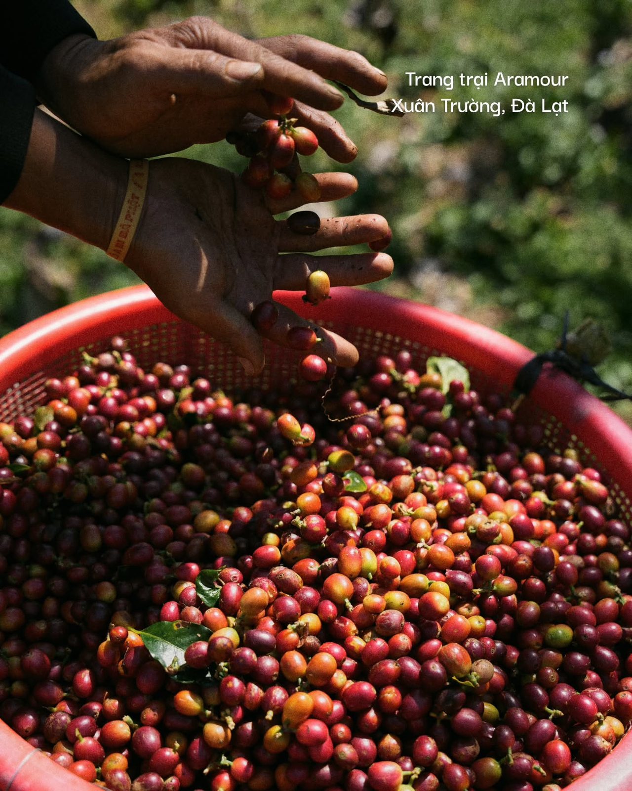 Hands hand-sorting ripe coffee cherries at Aramour Farm, Xuân Trường, Đà Lạt