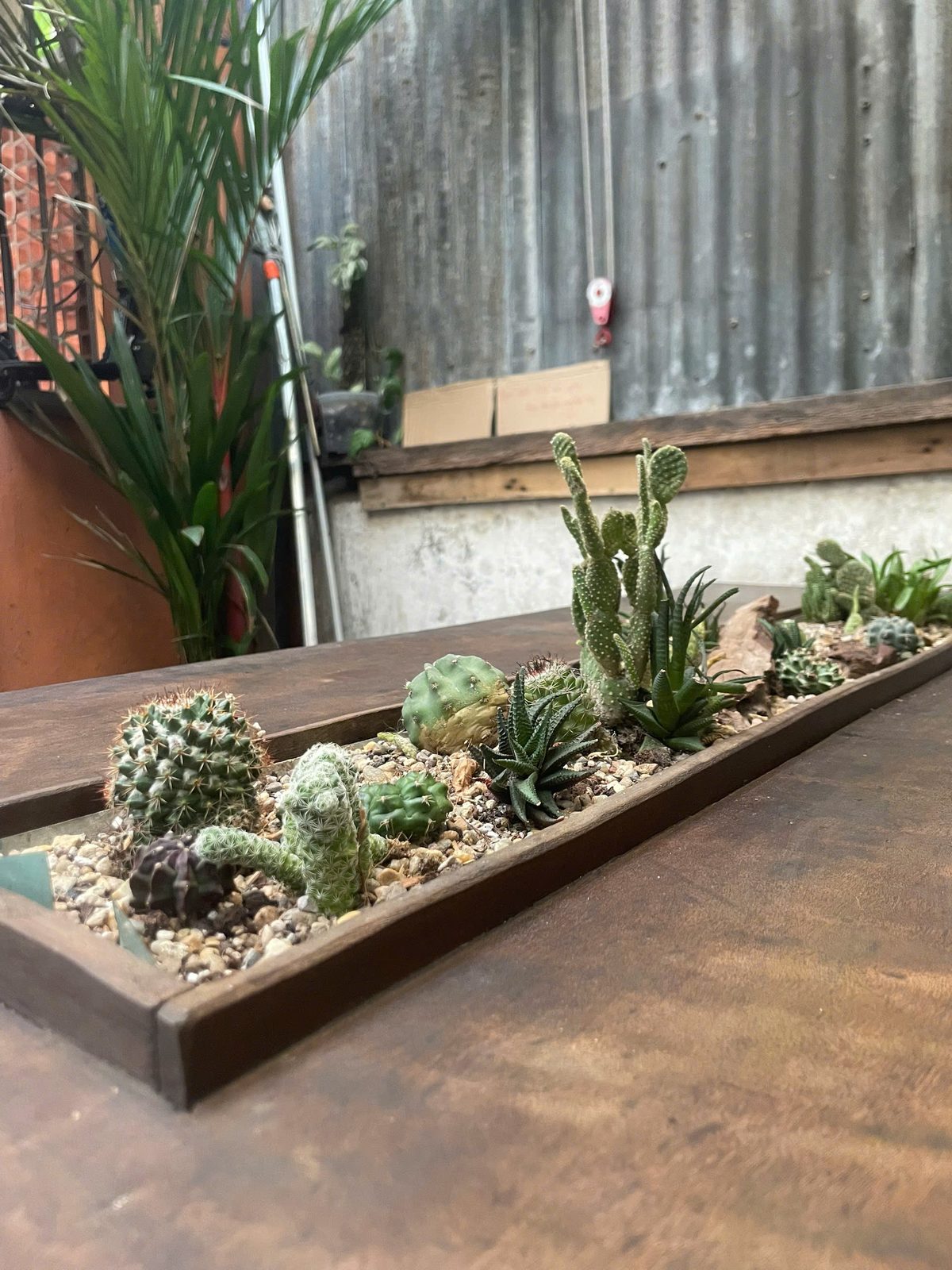 A tray of cacti on a wooden table