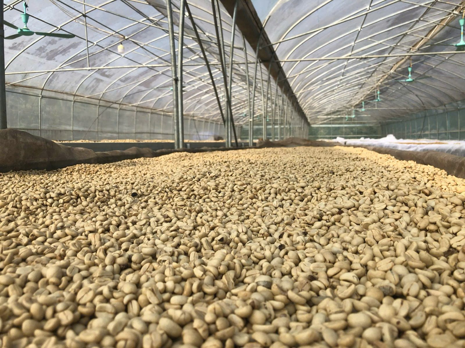 Parchment coffee spread on a raised drying patio