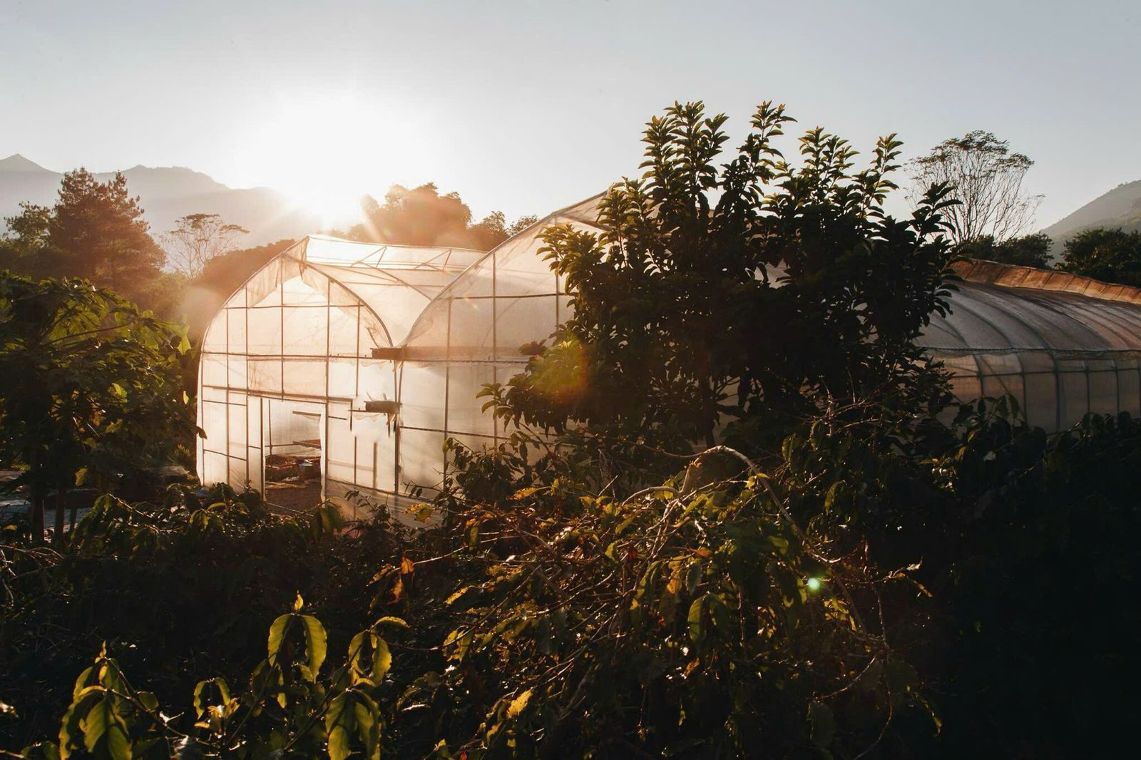 A raised-bed greenhouse dryer at sunrise