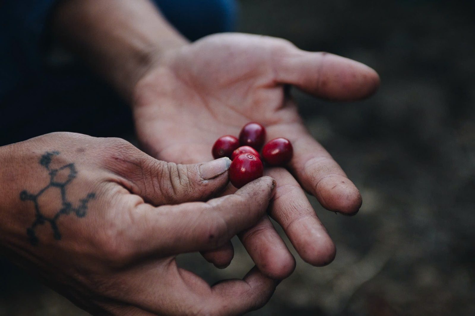 Hands holding freshly picked ripe red coffee cherries