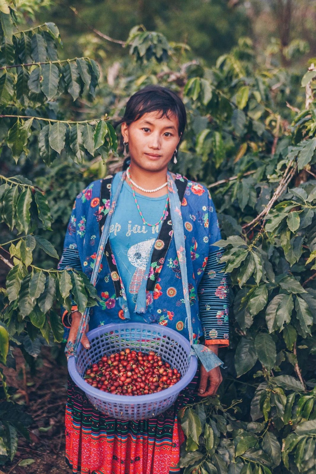 A picker in the field with a basket of cherries