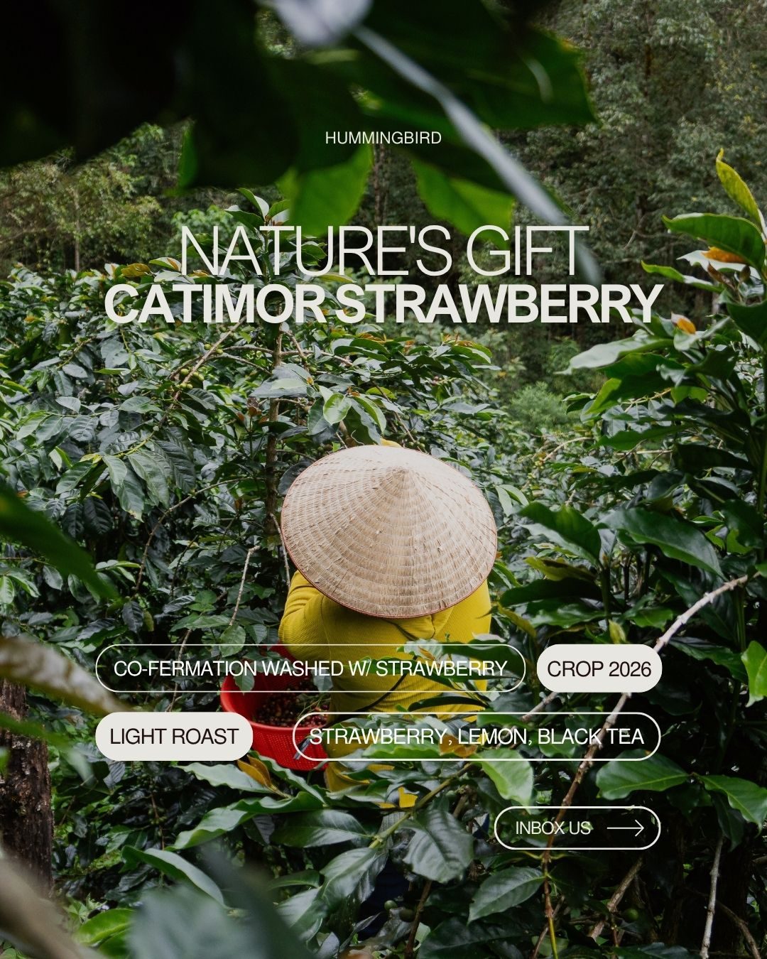 “Nature's Gift — Catimor Strawberry” tasting card