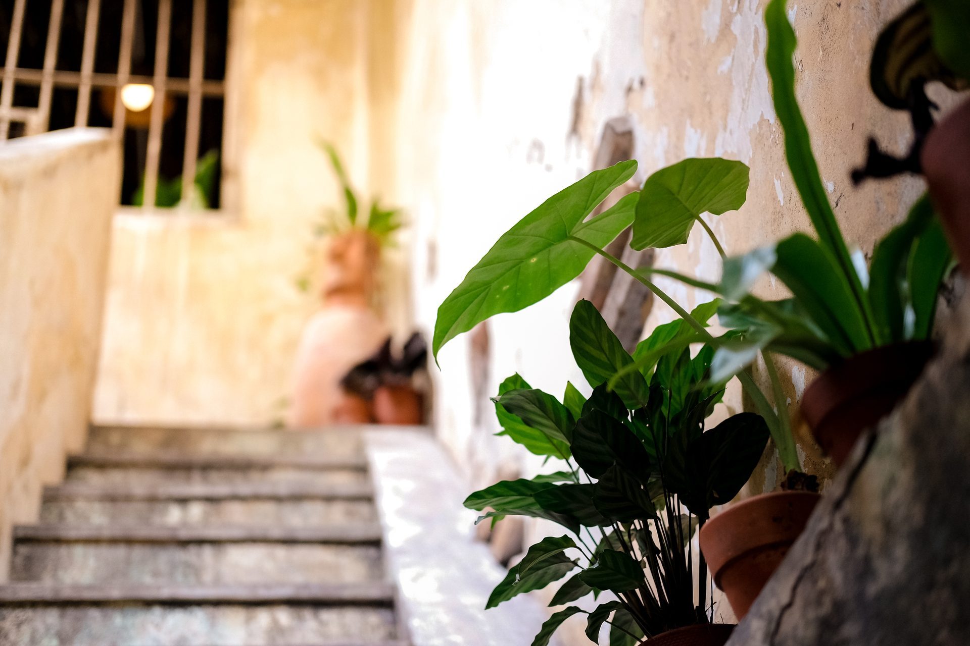Up the planted stairway.