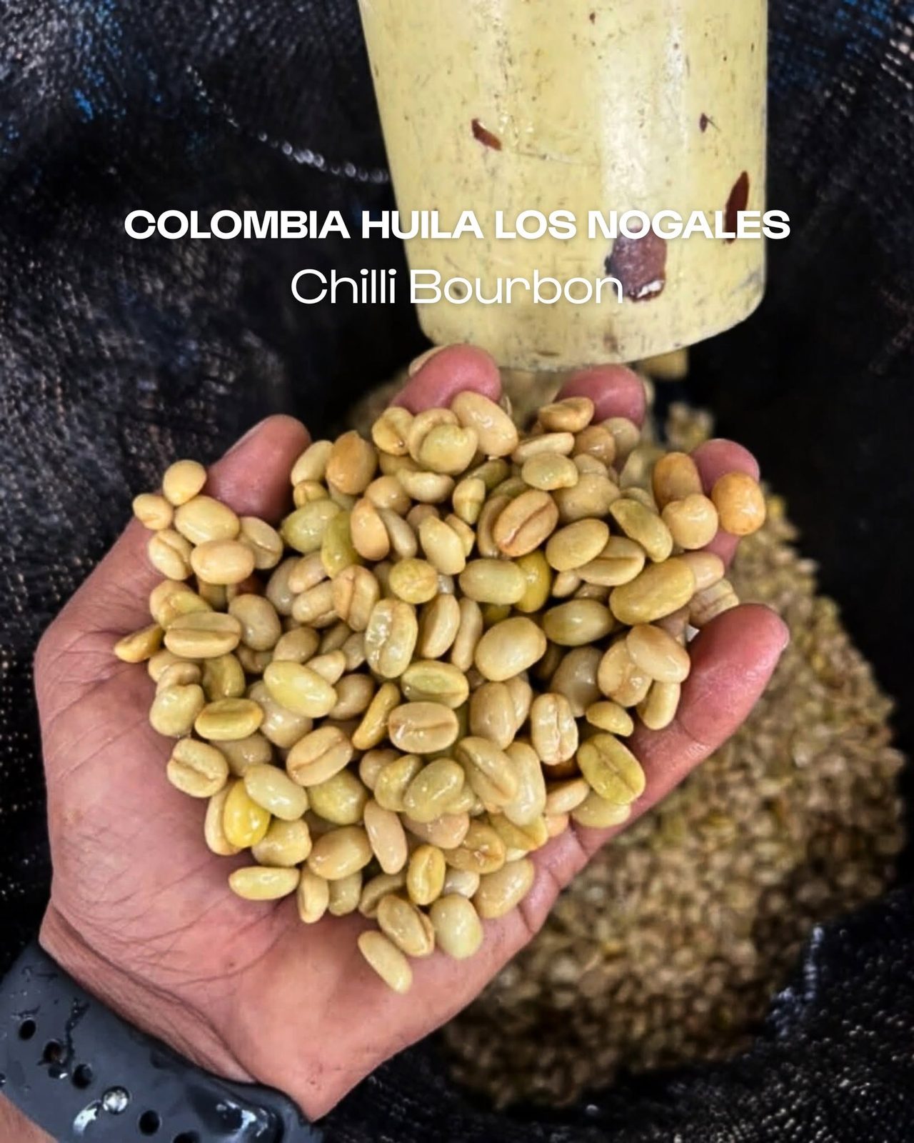 Green coffee beans in hand