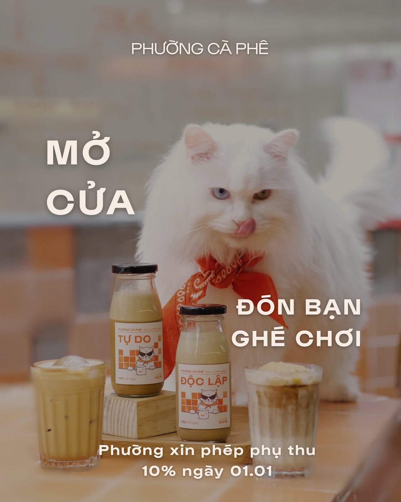 The white shop cat in an orange neckerchief