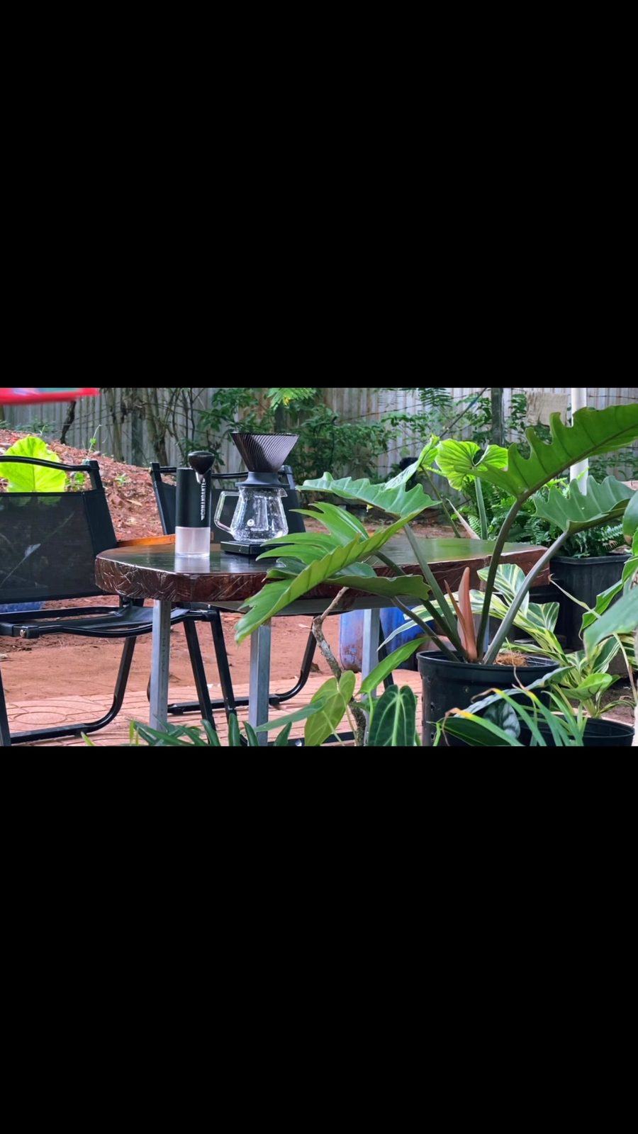 A V60 pour-over setup on a wooden table among potted plants