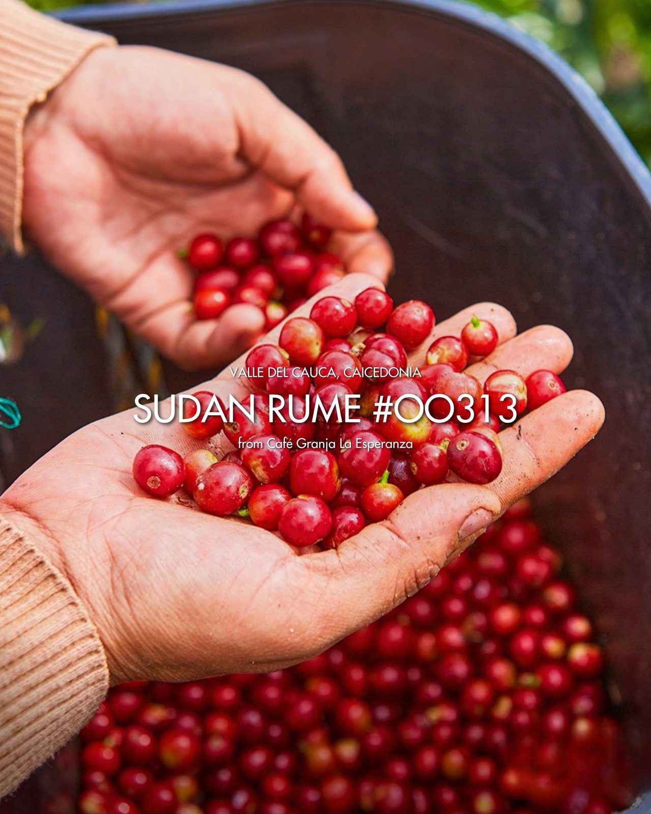 Sudan Rume #00313 by CGLE