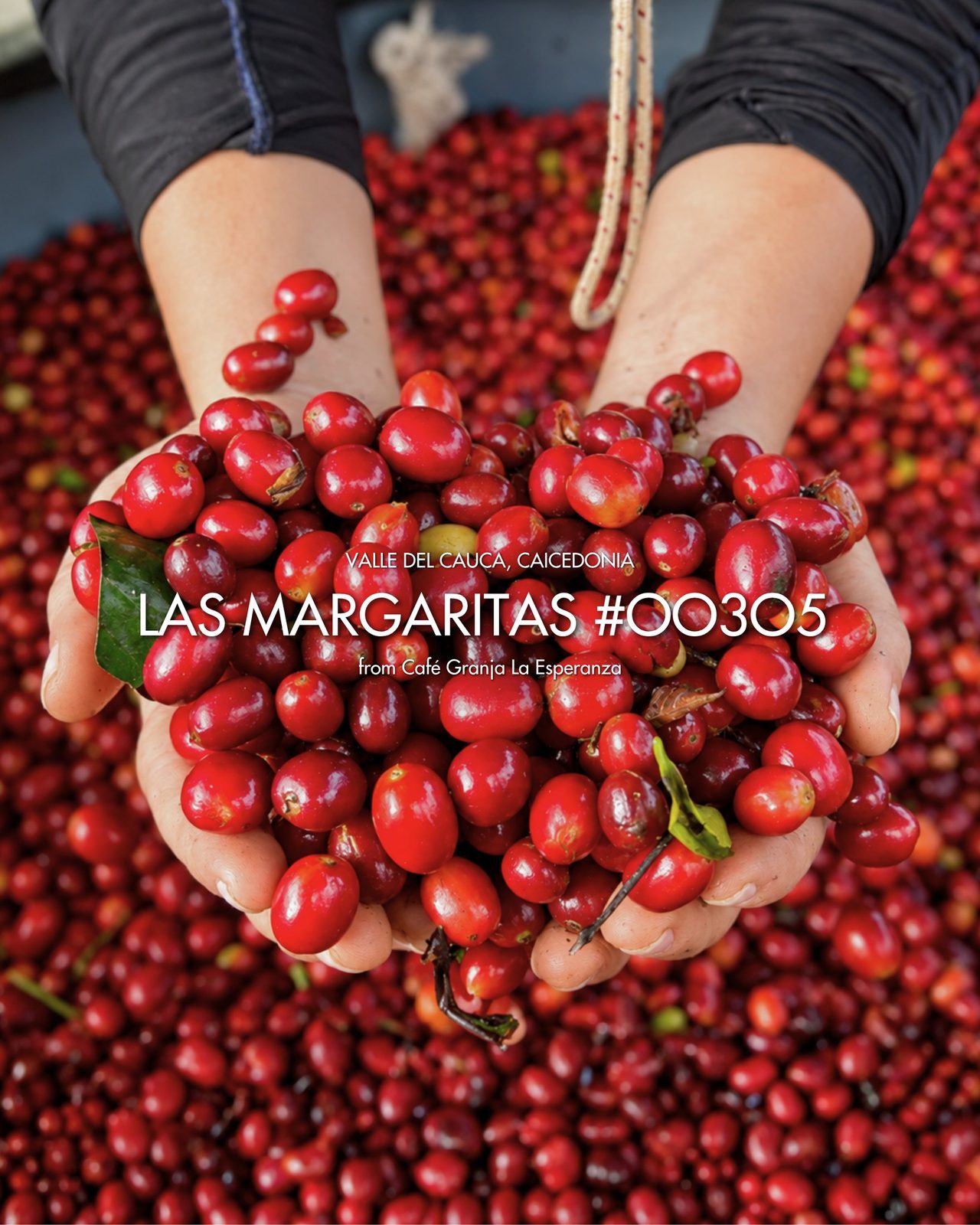 Las Margaritas #00305 by CGLE