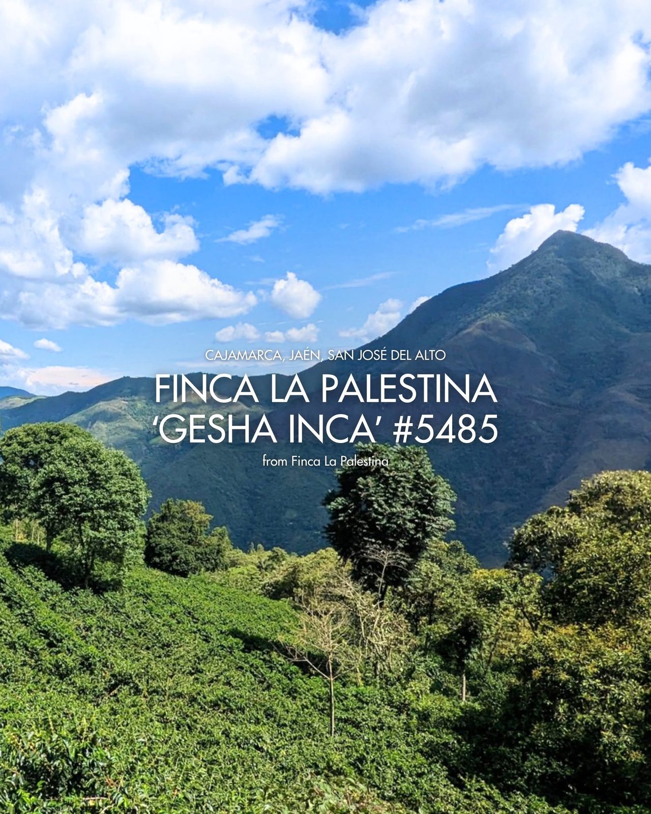 Finca La Palestina 'Gesha Inca' #5485