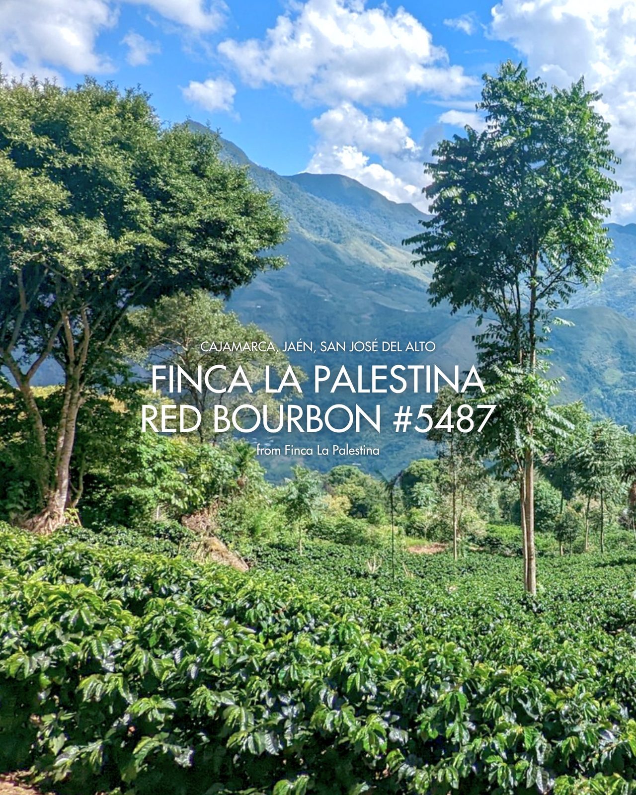 Finca La Palestina Red Bourbon #5487